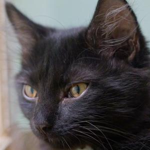 Koal, available for adoption