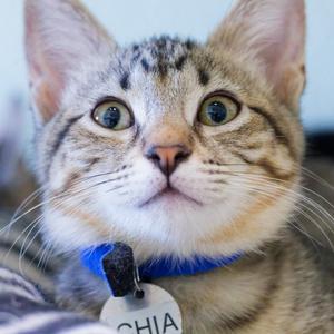 Close-up of a tabby cat with large green eyes wearing a blue collar and a name tag that reads "CHIA".