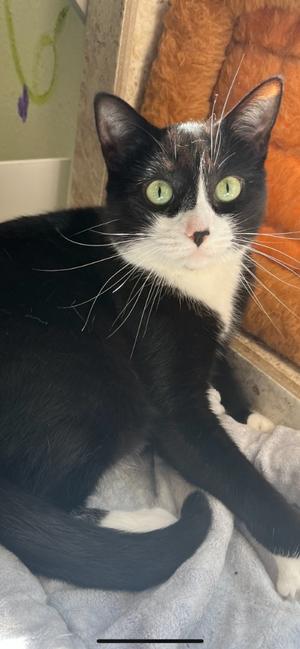 Gibby, adult, available for adoption