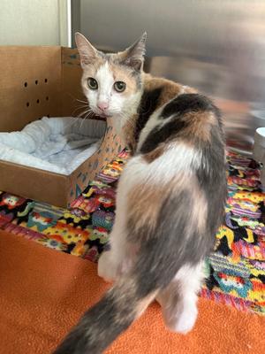 Bo-Bella, senior, available for adoption