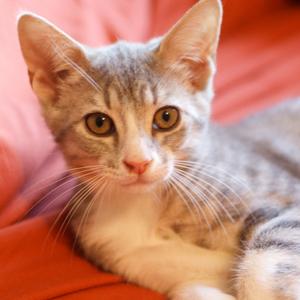 Boulder, available for adoption