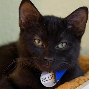 Blue, available for adoption