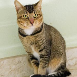 Fitz, young, available for adoption