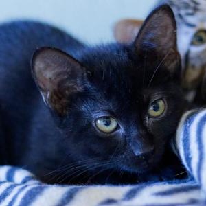 Bloom, available for adoption