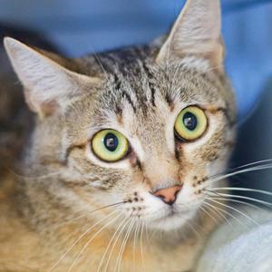 Bluey, available for adoption