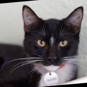 Gozer, available for adoption