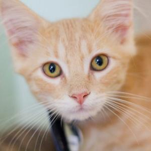 A close-up of a ginger cat with large green eyes and white whiskers.