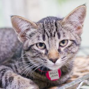 A close-up of a tabby kitten wearing a pink collar with a tag that reads 'BILLY JEAN'.
