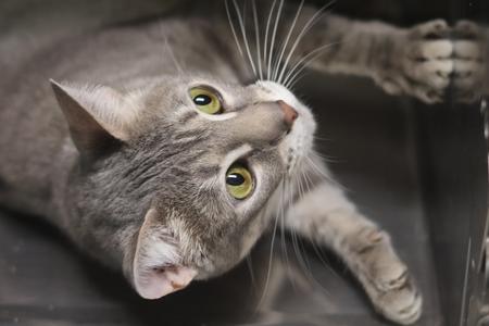 A close-up, low-angle shot of a grey tabby cat with striking green eyes, lying on its back.