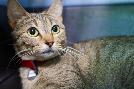 A tabby cat with yellow eyes wearing a red collar and a tag is looking to the right.
