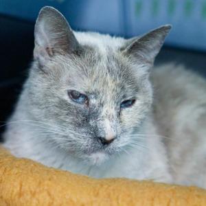 Cooper, senior, available for adoption