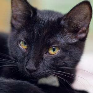 Cuttlefish, available for adoption
