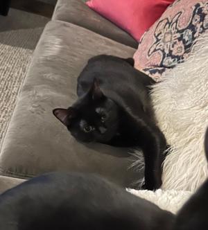 Easter Lily, adult, available for adoption