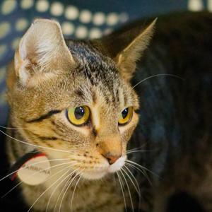 Cimarron, young, available for adoption