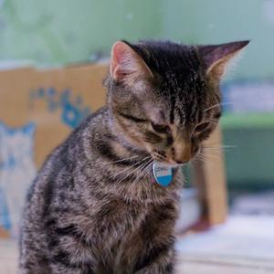 A tabby cat with a blue collar tag, sitting and looking down.