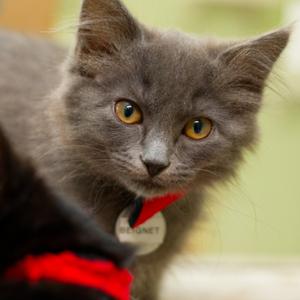 Beignet, available for adoption