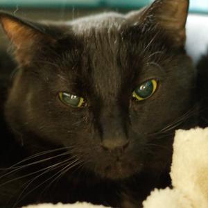 Darwin, young, available for adoption