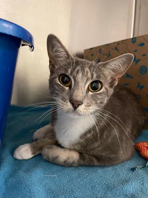 Georgia, adult, available for adoption