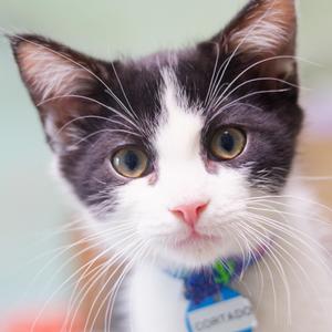 Cortado, available for adoption