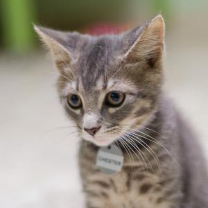 A close-up of a young tabby cat with a grey tag on its collar that says CHESTER.