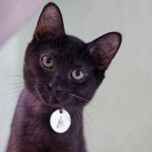 A close-up of a black cat with green eyes, wearing a white circular tag on its collar.
