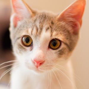 Gravel, available for adoption