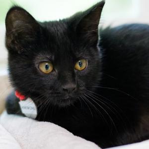 Anemone, available for adoption
