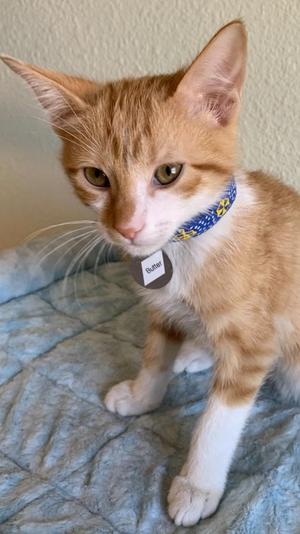 A close-up of a ginger and white kitten wearing a blue collar with a tag, sitting on a textured blue blanket.