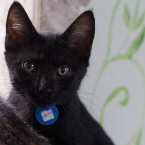 Jett, available for adoption