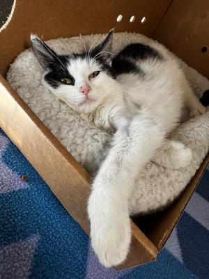 Astrid, available for adoption