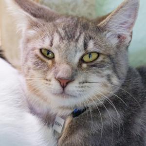 A close-up of a gray tabby cat with green eyes, wearing a blue collar with a tag that says "Buddy".