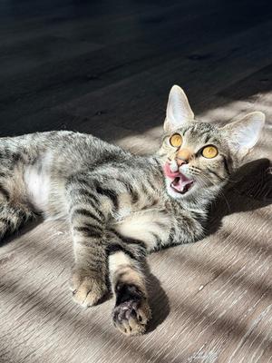 Alice B Toklas, available for adoption