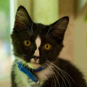 Hunter, available for adoption