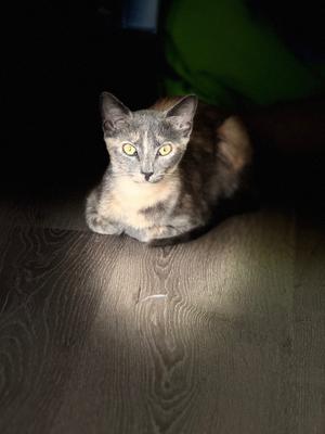 Gertrude Stein, available for adoption