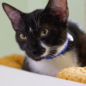 Bojangles, available for adoption