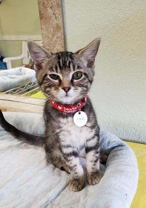A tabby kitten with a red collar sitting on a soft surface.