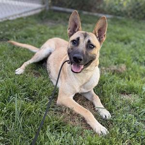 A German Shepherd dog lying on grass with a black leash attached to its collar.