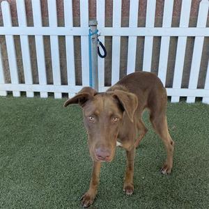 *GEM, Labrador Retriever, young, available for adoption