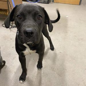 *CARLY, Labrador Retriever, young, available for adoption