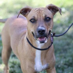 A brown dog with a white chest and a black collar, standing outdoors with a leash attached.