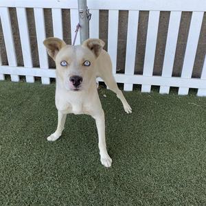 *DUCKY, Siberian Husky / Pit Bull Terrier, young, available for adoption