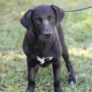 black dog standing on grass