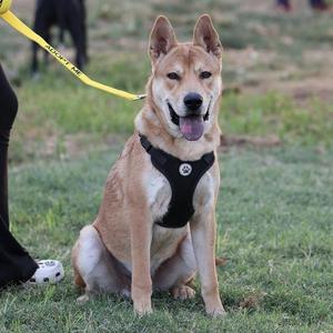 A brown dog sitting on grass, wearing a black harness and attached to a yellow leash.