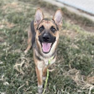 a dog