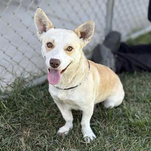 *FRITO, Chihuahua, adult, available for adoption