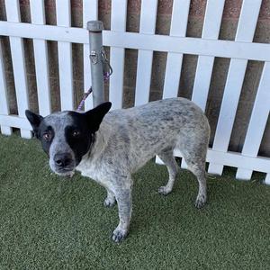 *AZUL, Queensland Heeler, adult, available for adoption