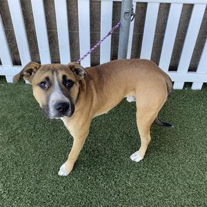 *BAM, Pit Bull Terrier, young, available for adoption