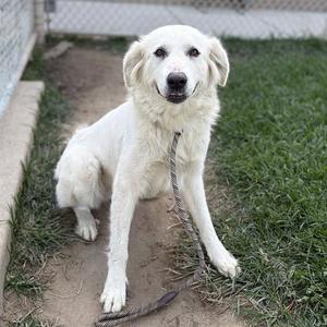 *ANNIE SAVOY, Great Pyrenees, adult, available for adoption