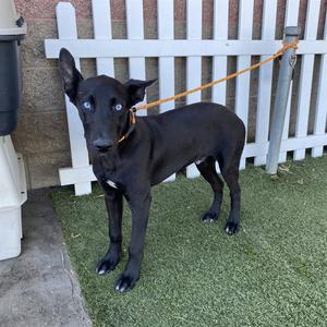 *BLUE, Belgian Shepherd Malinois, young, available for adoption