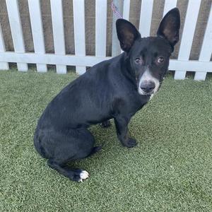 A black dog with white markings on its chest and paws is sitting on green artificial grass in front of a white fence.